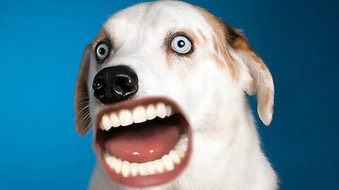 WOW! AMAZING FUNNY ANIMALS | they're crazy