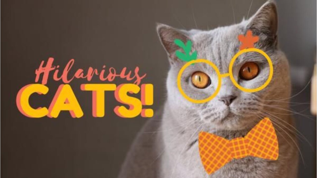 Hilarious Cats Trying to Make Foods 😍😍-Pets Class Part 71