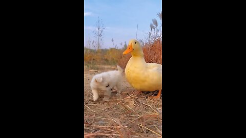 Friendship puppy and duck beautiful moments