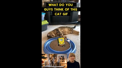 Cute Cat Gif