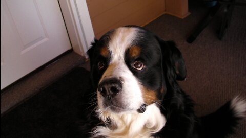 Bernese Mountain Dog in Park Morning Sun