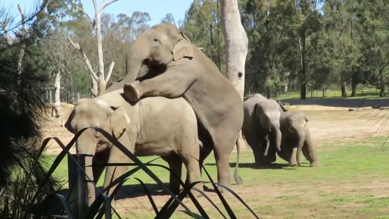 Elephants wrestling at Western Plains zoo