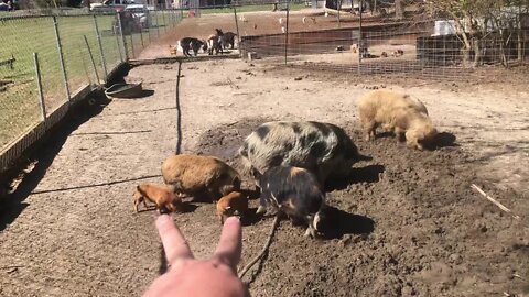 Pigs, pigs, and more pigs, oh yeah and baby goats too.