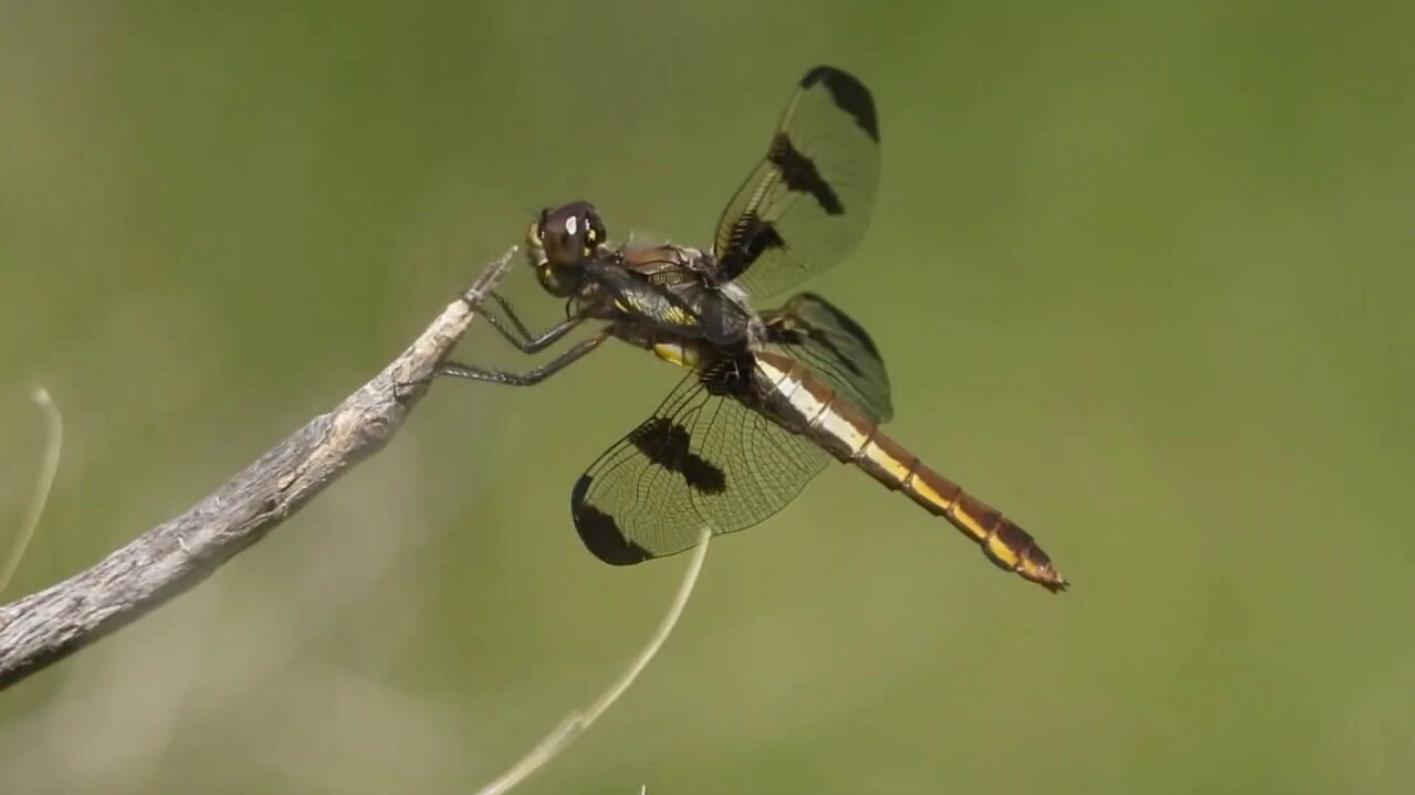 Sage Advice From An Old Gentleman