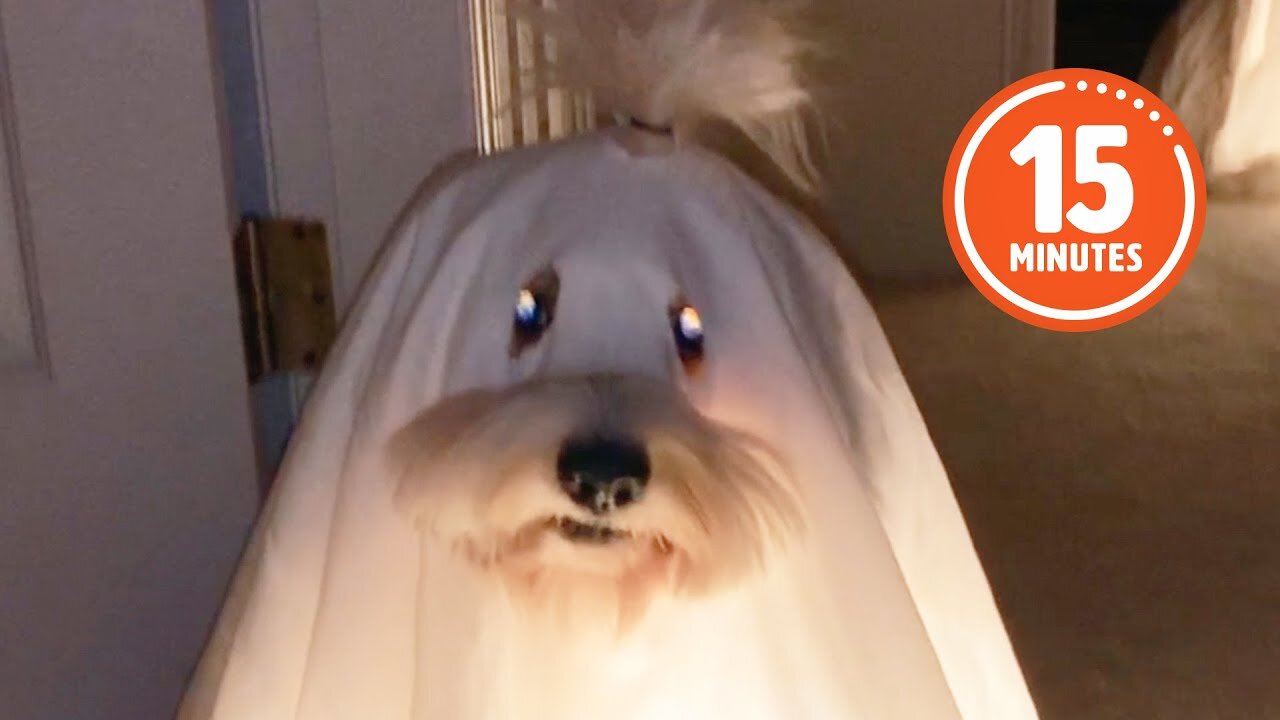 FUNNY Pets Reenacting Horror Movies 🤣 | Best Halloween Compilation