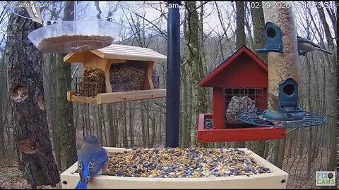 Blue birds 2/29/20
