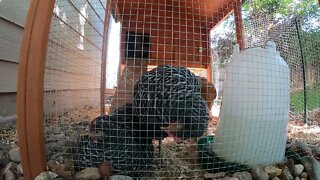 My Backyard Chickens - Episode 75