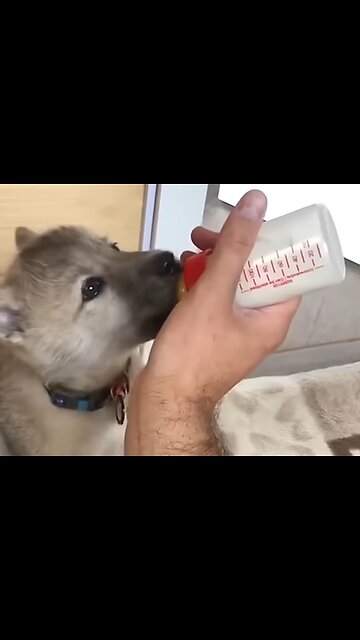 Guardian of the wild man rescue wolf puppies