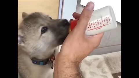 Guardian of the wild man rescue wolf puppies