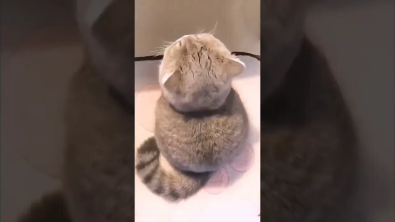 QUANDO A MULHER NÃO SE CONTROLA COM CARTÃO DE CRÉDITO🤣🤣🤣