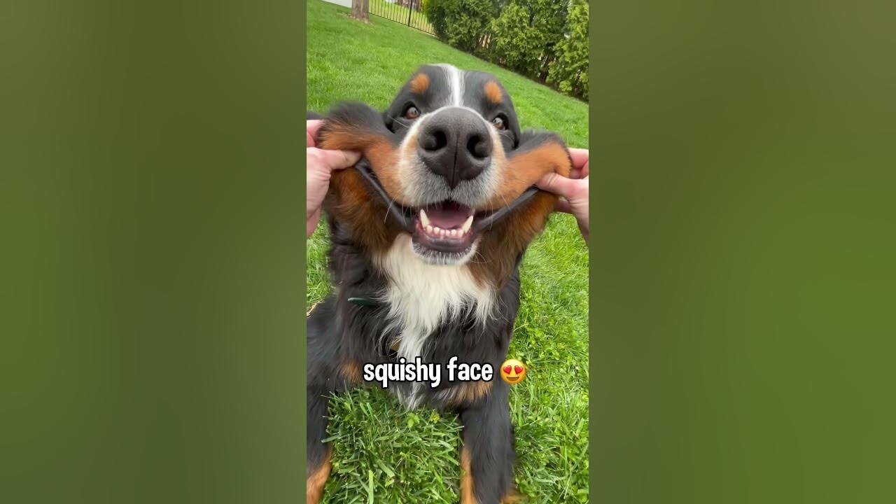 Many different faces of a bernese mountain dog