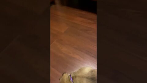 Female Canecoros