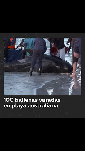 Tragedia ecológica en Australia: 100 ballenas varadas, la mitad mueren