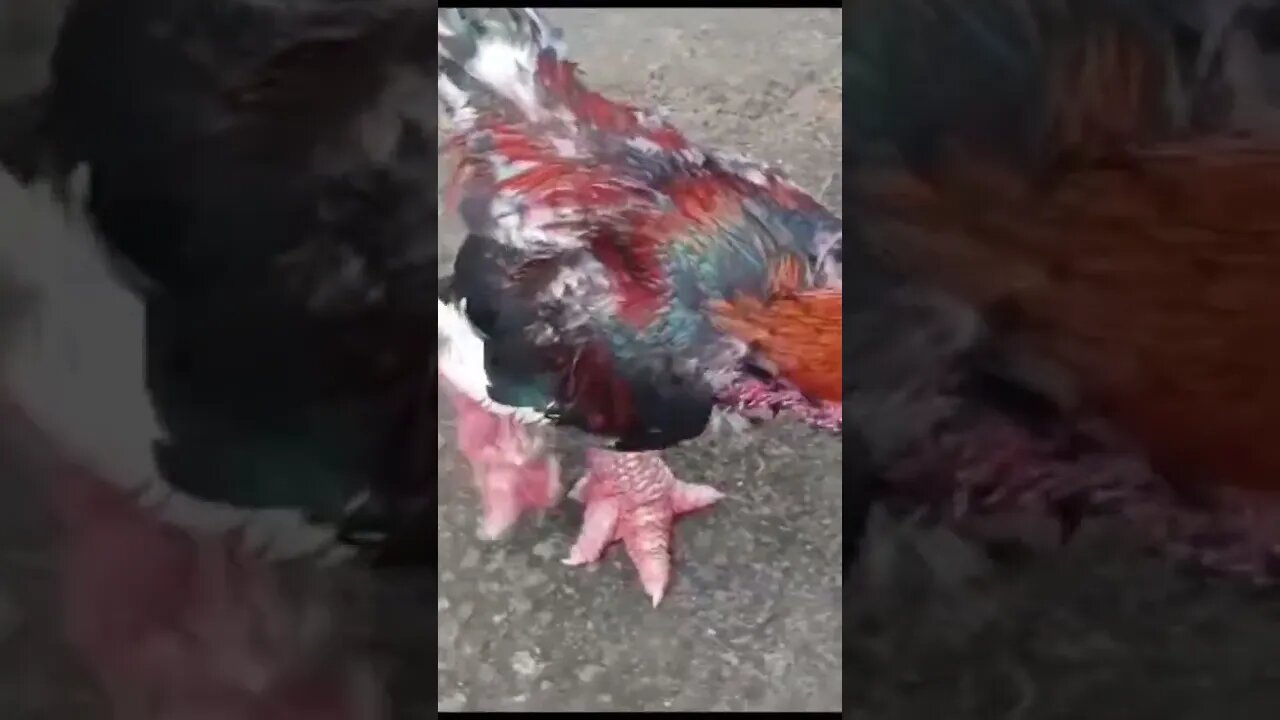 Ayam Dong Tau si Kaki Naga | Prospek Usaha