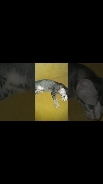 Kitty cat all relaxed getting ready to sleep on the sofa. #catvideos