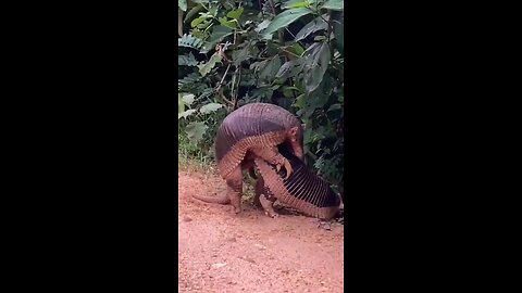 chamalion mating