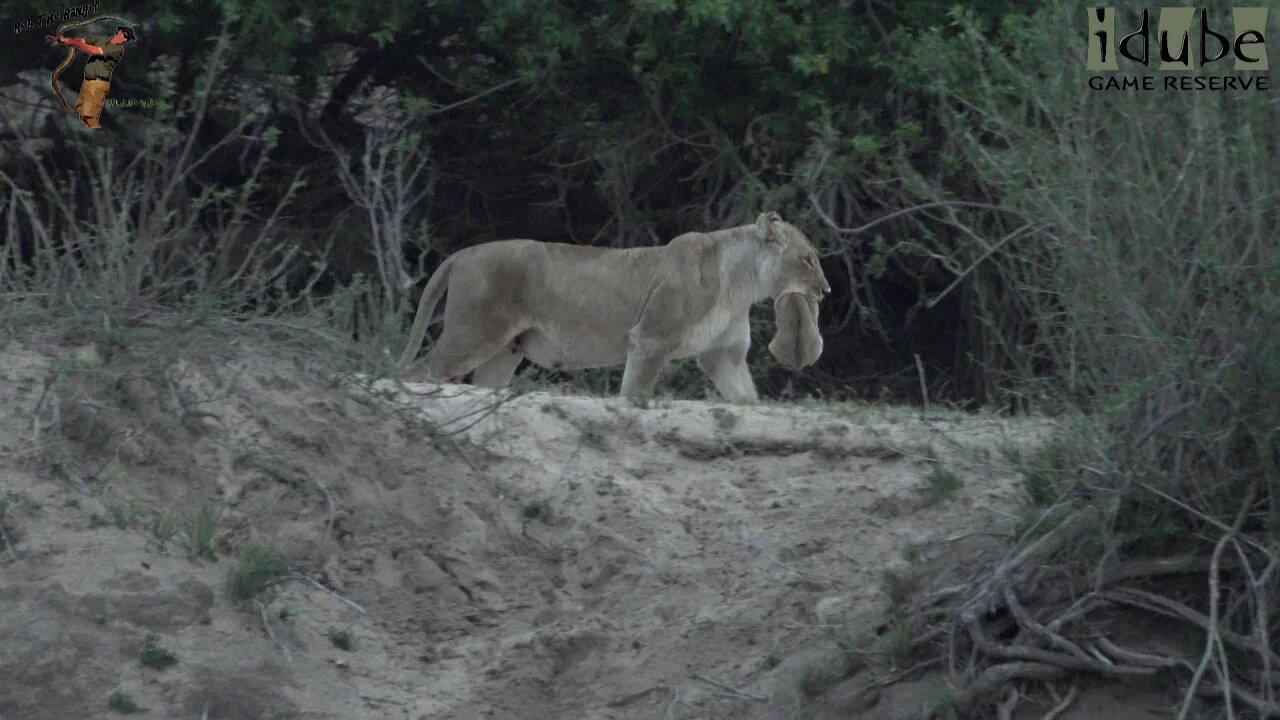 Daughters Of The Mapogo Lions - Rebuilding The Othawa Pride - 139: First New Cub Sighting!!