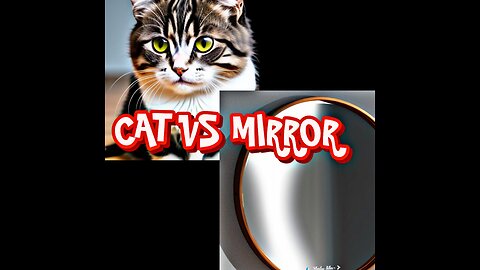 Cat vs mirror