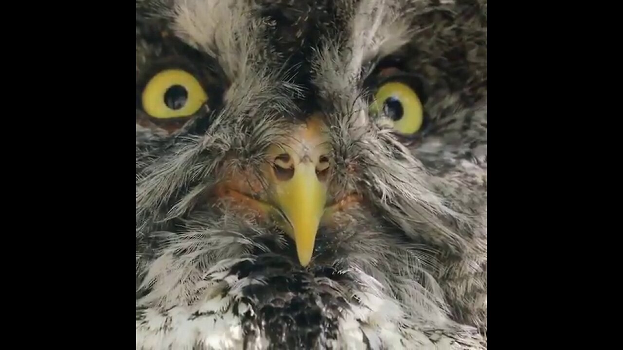 An owl has three eyelids