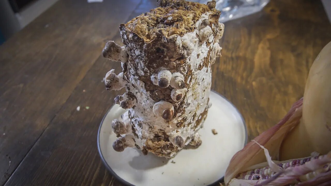 week one of a shitake mushroom at home grow kit, And harvesting wild Shaggy mane