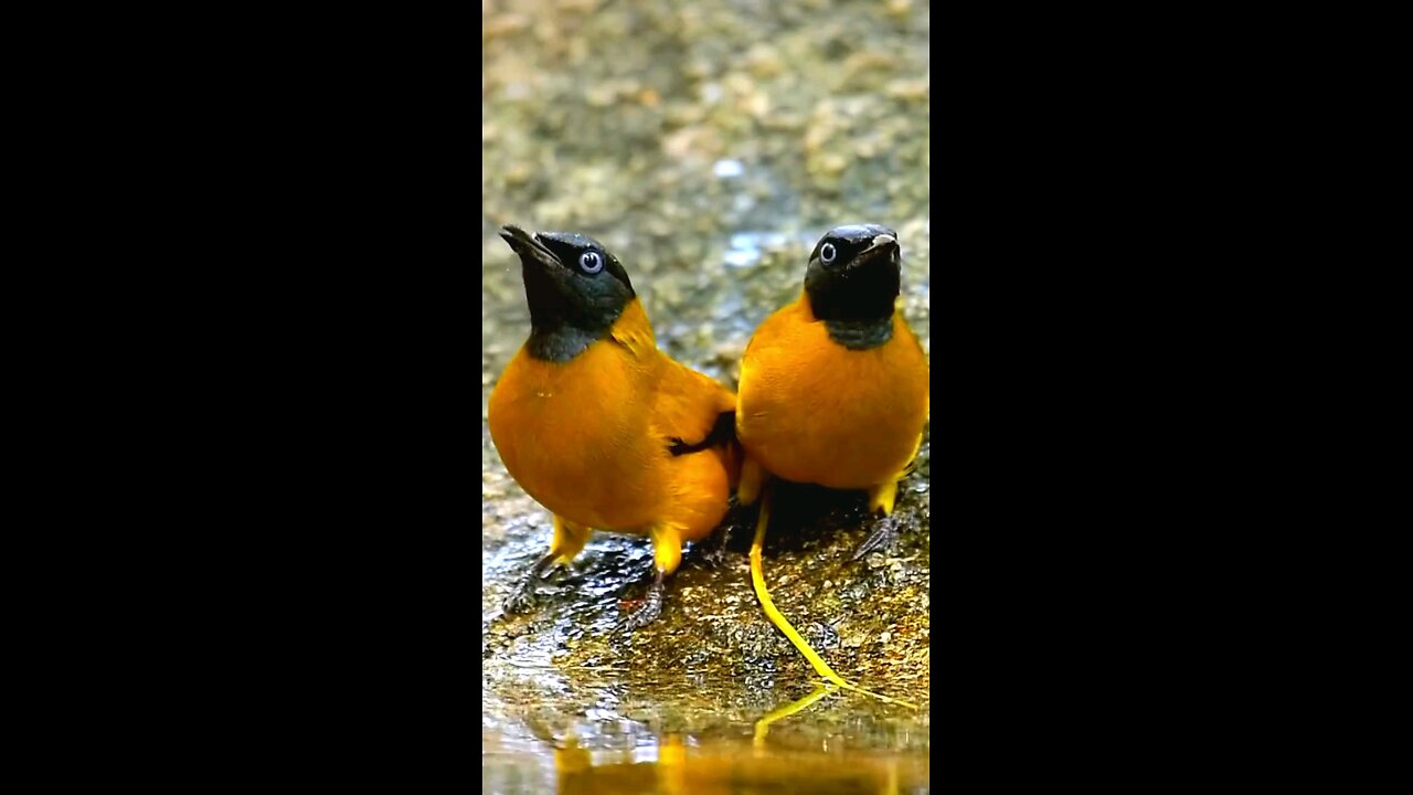 birds lover