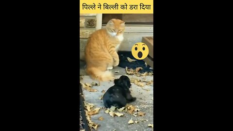 पिल्ले ने बिल्ली को डरा दिया😱Puppy scared the cat👈