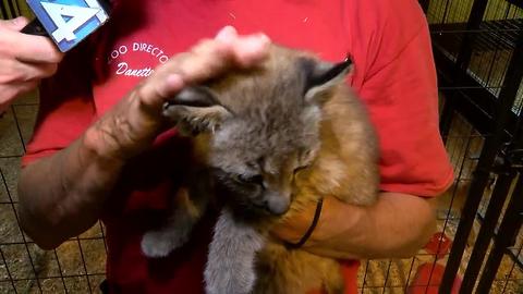 Missing Siberian Lynx returned to zoo