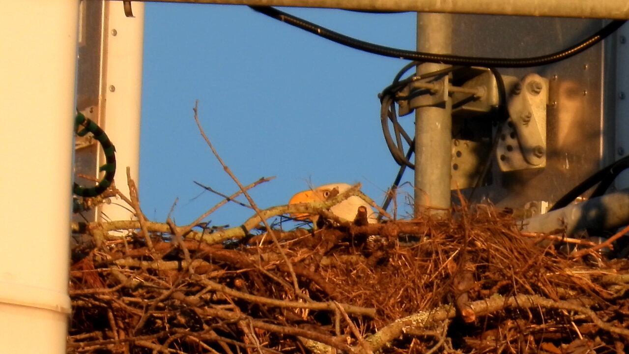 Bald Eagle Nest Swap