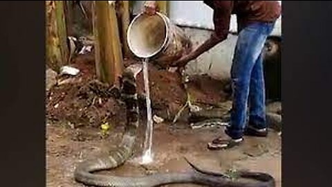 Watch King Cobra Enjoying Cold water Highly poisonous Snake