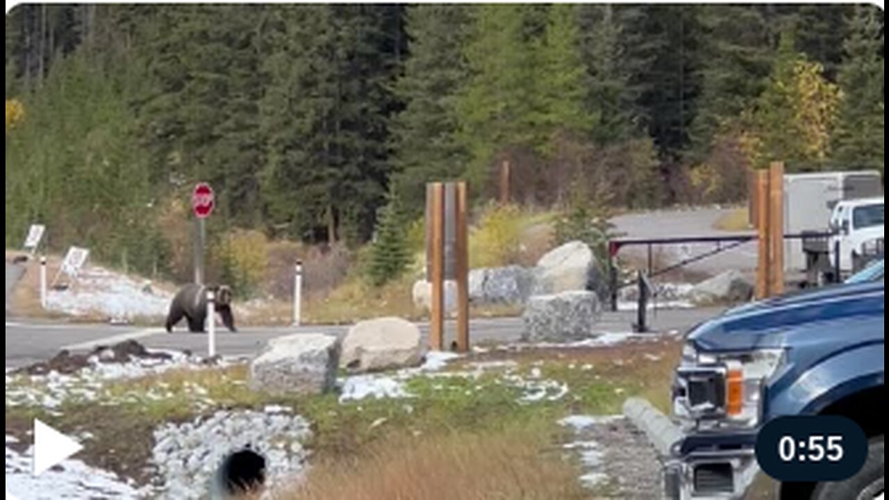 Grizzly Bear Chases Herd Of Big Horn Sheep