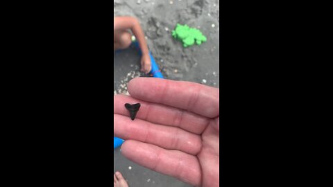 Found a shark tooth on first try!