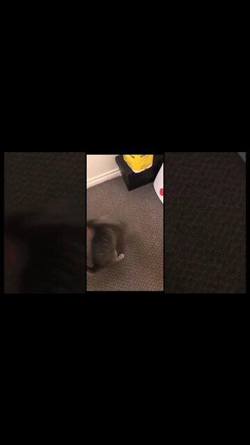 Getting a cat all wound up with a toy