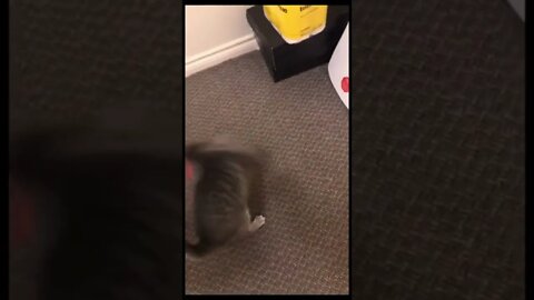 Getting a cat all wound up with a toy