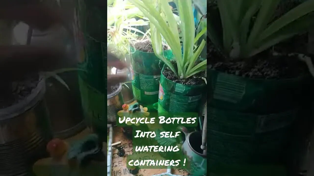 Amazing Self Watering Planters and Aquarioponic System!