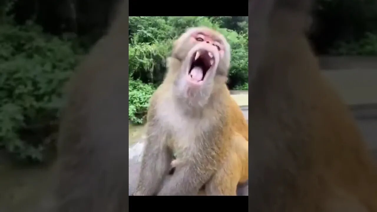 Best of funnyš¤£animal švideos Funniest compilation vines Funny Animals Planet