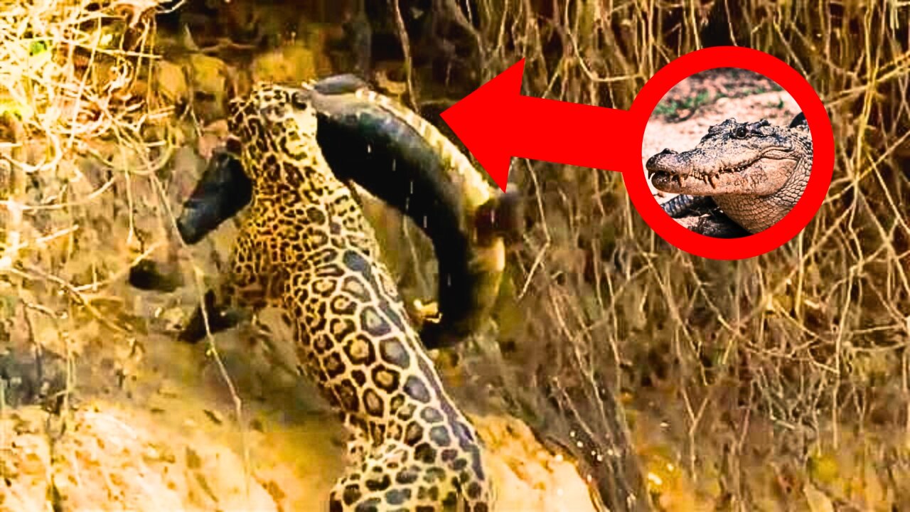 Top 5 Powerful predators on Earth