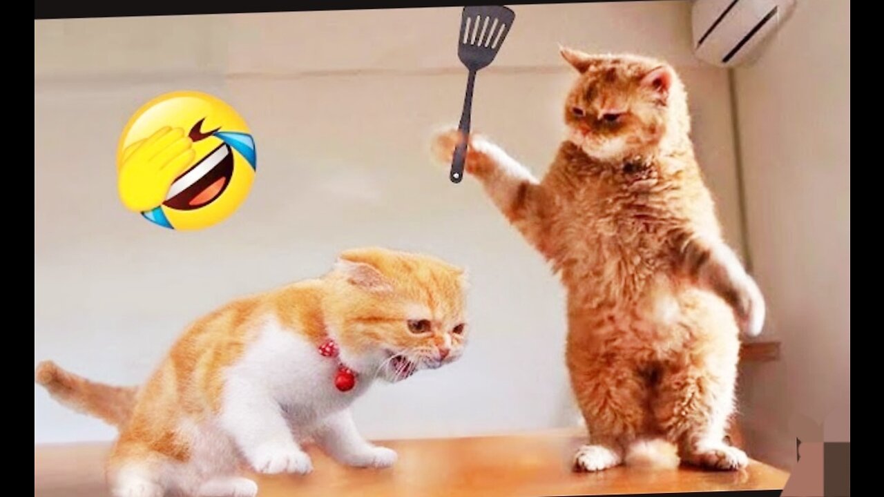 most funny clips animal 😂😹🙉 || #funnyvidoes #funnyrells