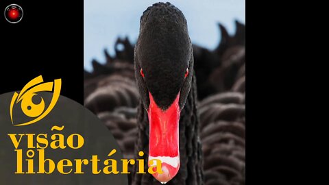 CISNES NEGROS, perus e especialistas CEGOS