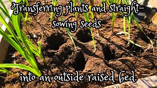 Transferring plants and straight-sowing seeds into an outside raised bed.