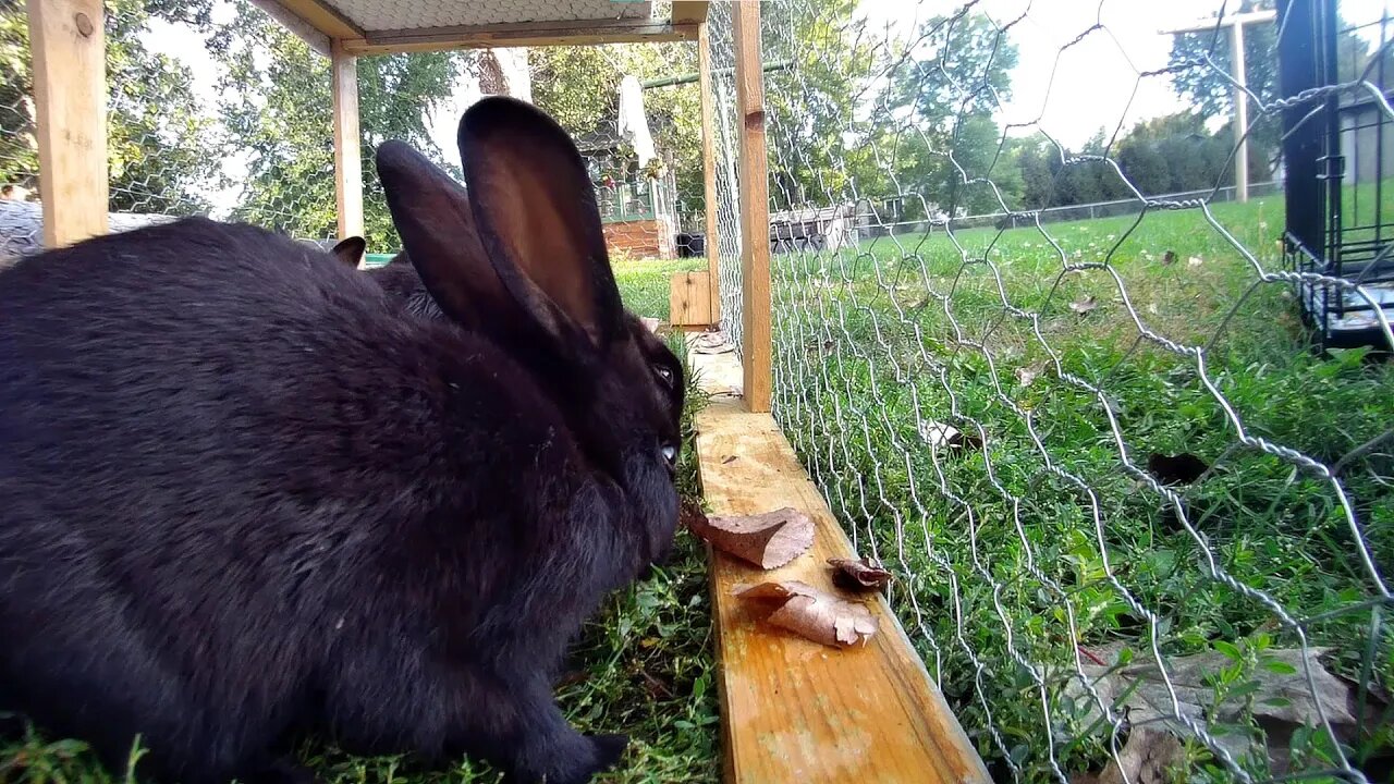 Rabbits don't have to go green, they already are!