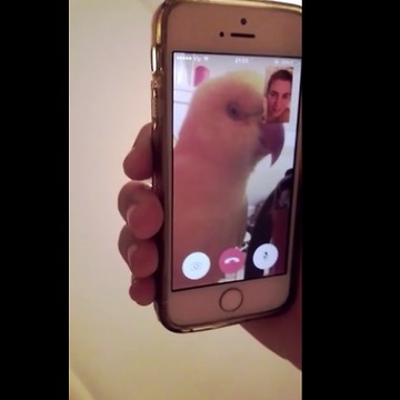 Parrot uses FaceTime to chat with owner