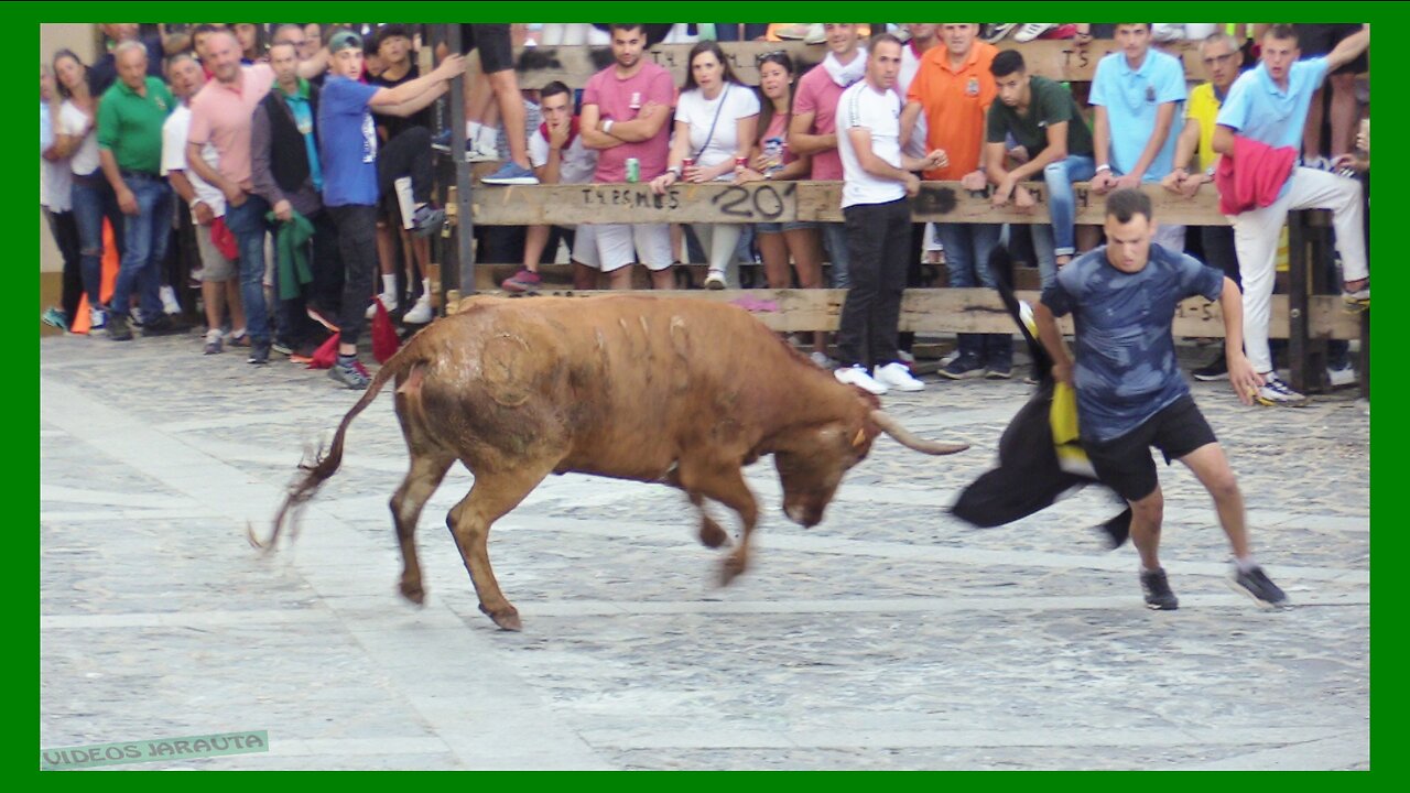 ÁGREDA ( SORIA ) TARDE VACAS EN CALLE ( SÁBADO 30 SEPTIEMBRE 2023 ) GANAD.ORO VELA