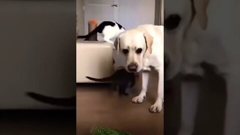 Wow How cute 😂❤️ please get this viral | #viral | #funnydogs | #trending | #shorts