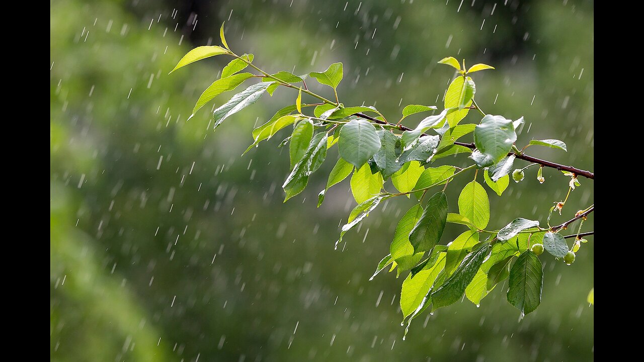 Rainy Thunderstorms, forest storm, Meditation, Drift off with this perfect rainstorm.