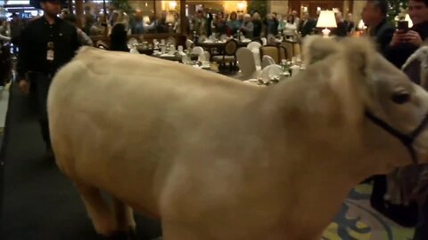 Stock Show: Steers at Brown Palace; Jr. Livestock Auction tonight