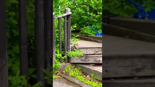 Cute little chipmunk eating