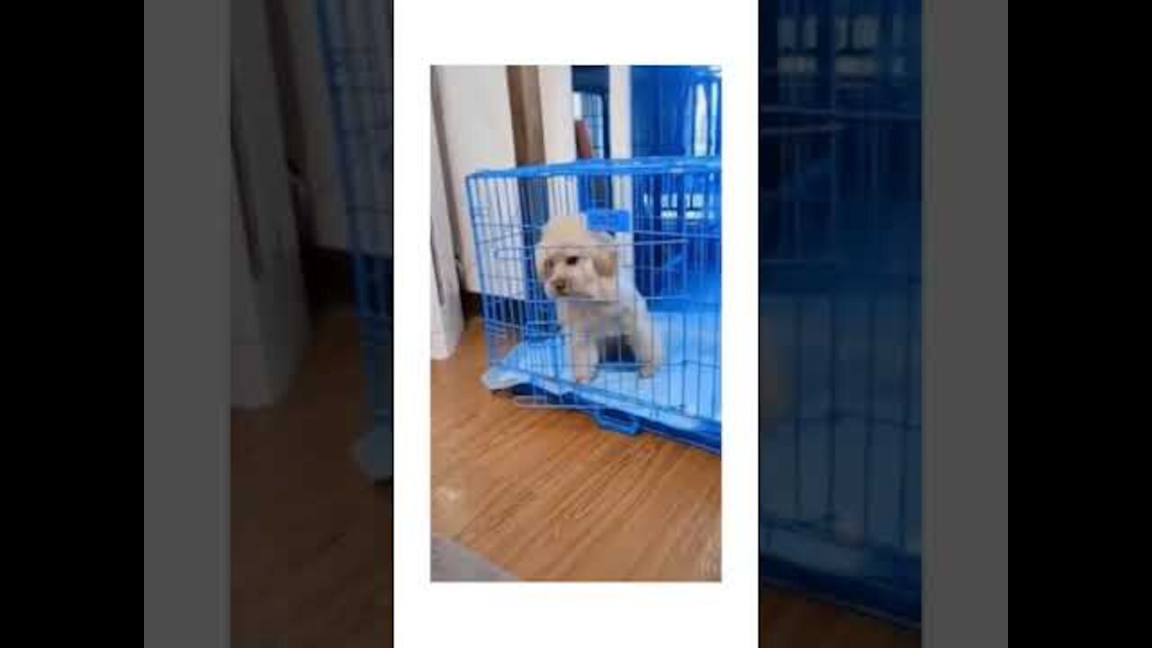 It's time to LAUGH with Dog's And See What is doing the Dog