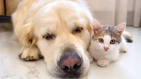 A baby Kitten feels protected next to a Golden Retriever #shorts