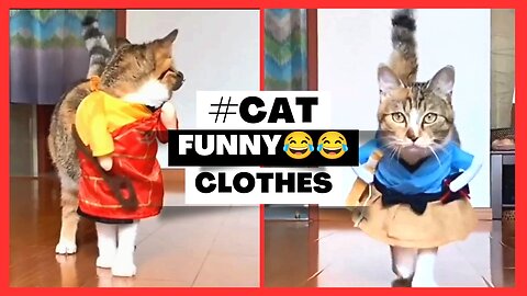 Cat funny Clothes