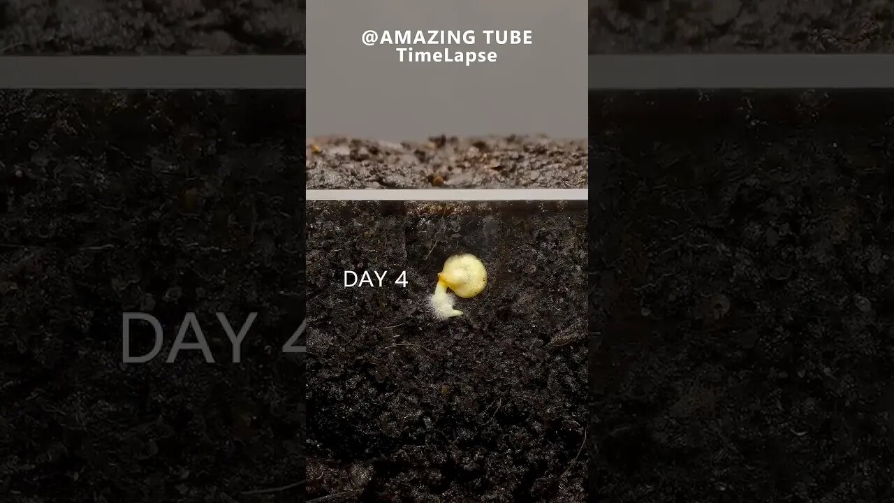 Growing Red Bell Pepper Plant - Time Lapse (720p)